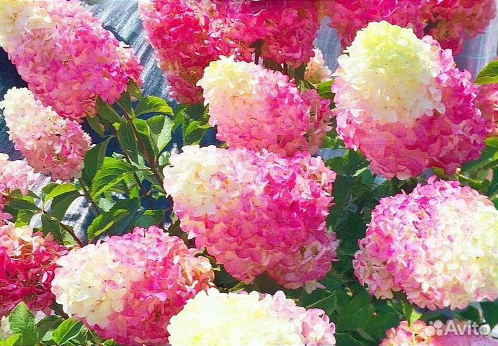 Гортензия метельчатая 9 сортов саженцы