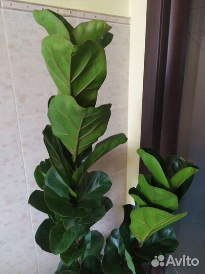 Фикус Лирата Бамбино 1,5 м