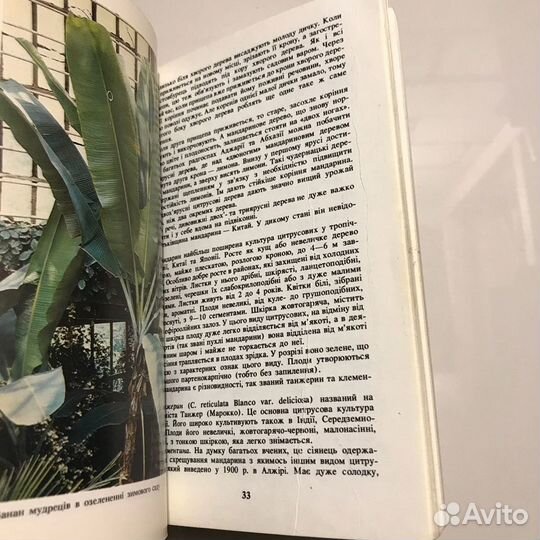 Сад на пiдвiконнi