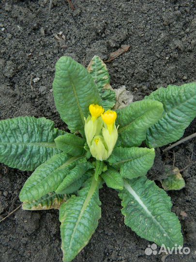 Примула садовая