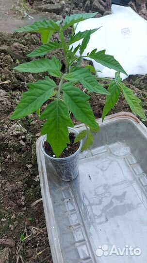 Рассада помидор