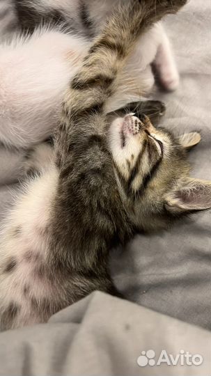 Котята