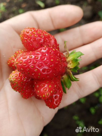 Рассада клубники