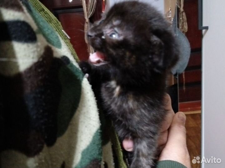 Вислоухие котята в добрые руки