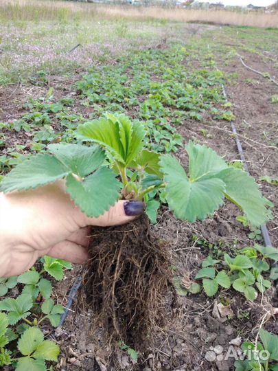 Рассада клубники