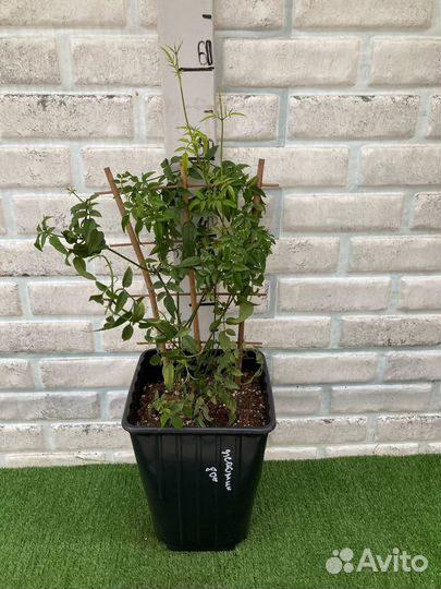 Жасмин комнатный из частной теплицы