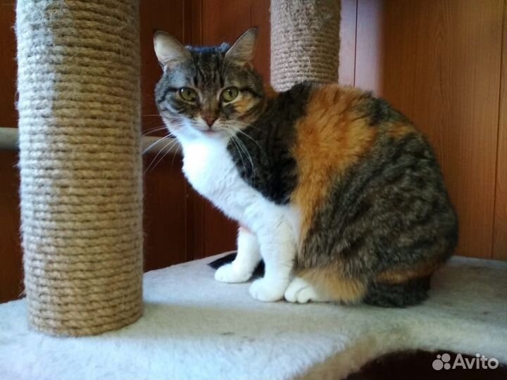 Кошка Гуша ищет дом