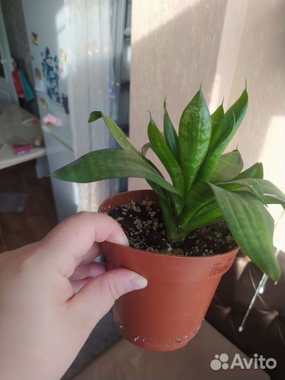 Другие комнатные цветы