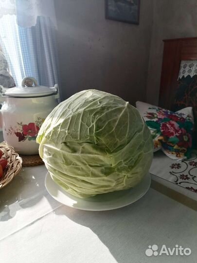 Продам капусту