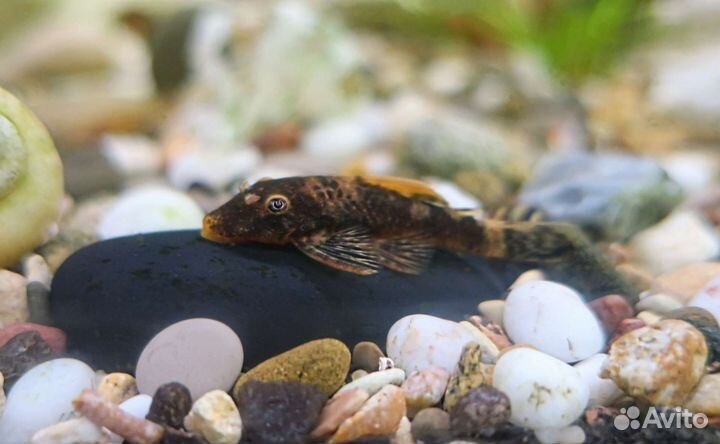 Анциструсы и Улитки Хелены