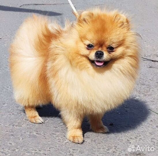 Шикарный мальчик померанского шпица, вязка