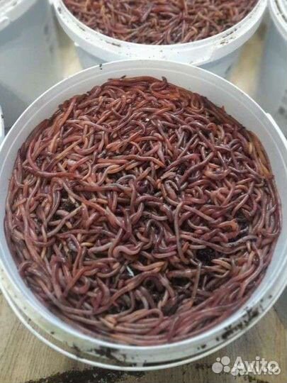 Черви Дендробена