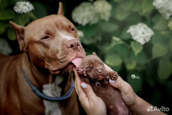 Щенки Питбуля