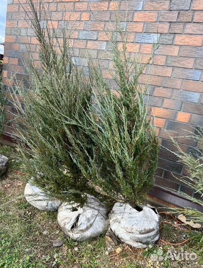 Можжевельник Блю Эрроу с гарантией приживаемости