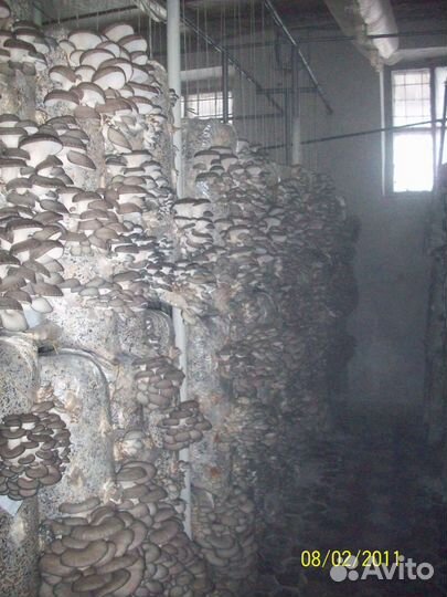 Зерновой мицелий Вешенки