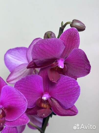 Орхидея фаленопсис Вивальди,d12h50