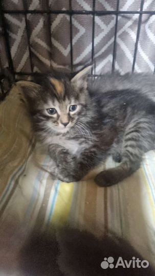 Котенок в дар