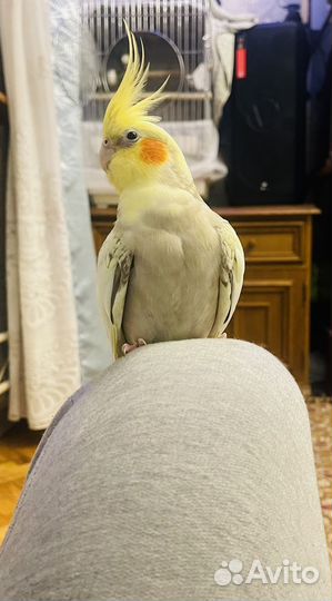 Попугай корелла с клеткой