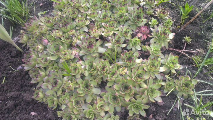 Каменная роза (молодило)