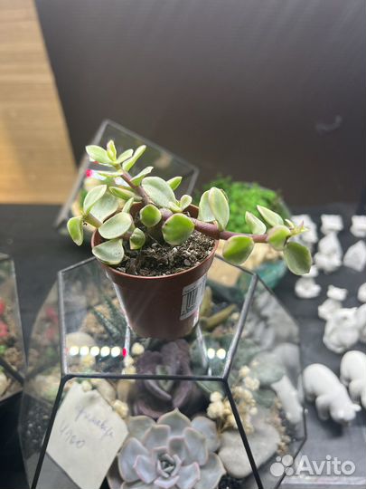 Портулакария африкана, суккулено