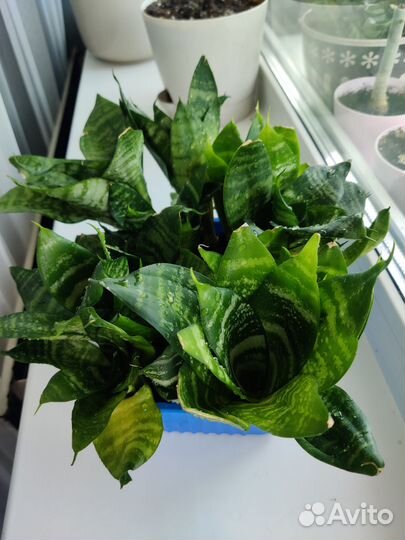 Сансевиерия Ханни