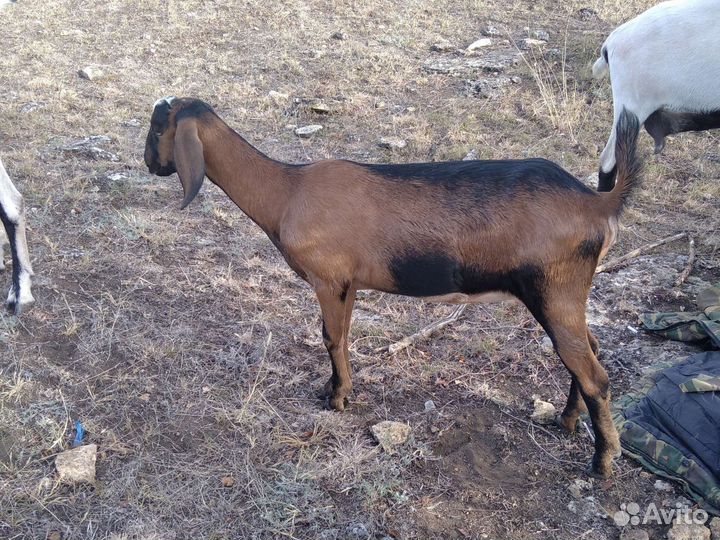 Продаю нубийских коз