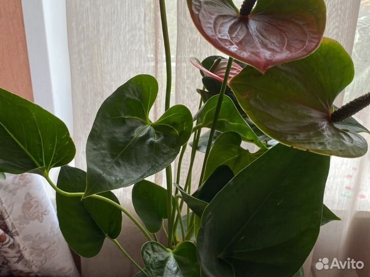 Комнатные растения