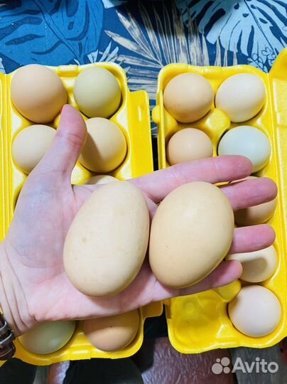 Яйцо куриное домашнее