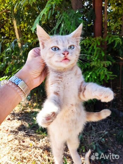 Котята бесплатно