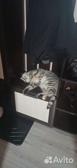 Кошка в добрые руки