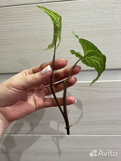 Сингониум голден венейшн