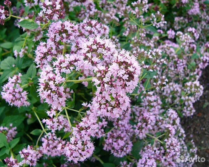 Пряные и лекарственные многолетники