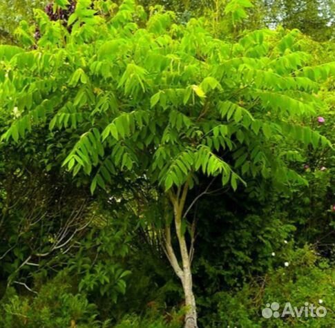 Маньчжурский орех(саженцы)