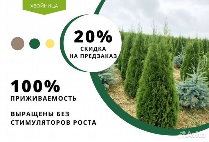 Смарагд,Колумна,Брабан в ассортименте