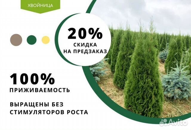 Смарагд,Колумна,Брабан в ассортименте