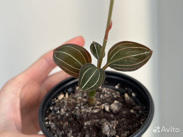 Драгоценная орхидея лудизия