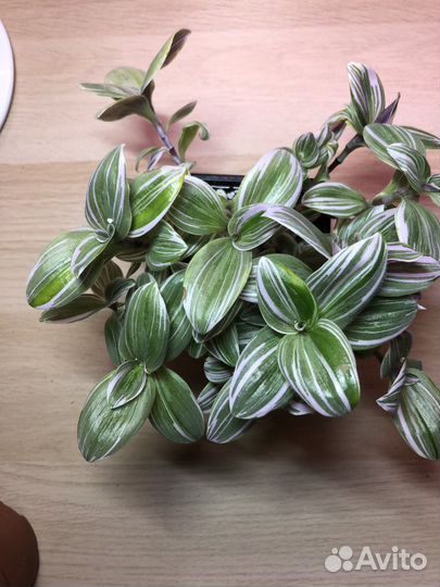 Традесканция