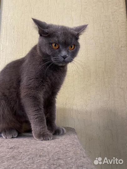Британская кошка