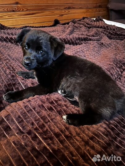 Собака (щенок) в добрые руки