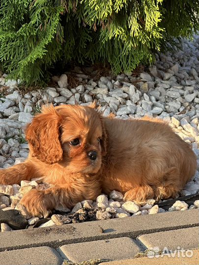 Кавалер спаниель рыжее солнышко