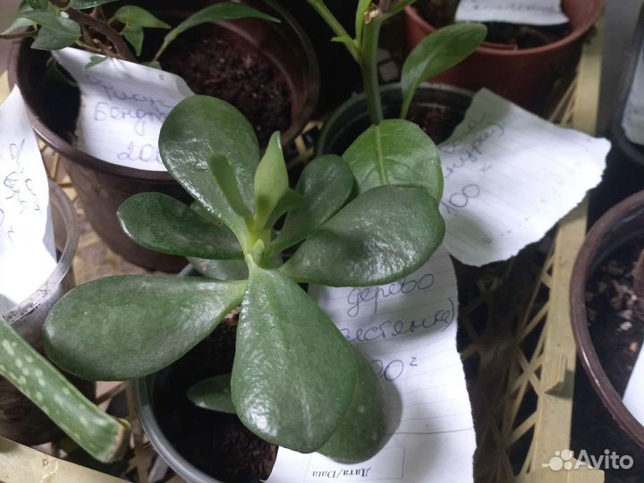 Комнатные цветы