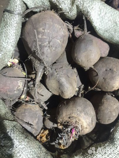 Картофель, морковь