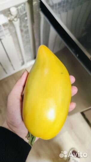 Кабачки, помидоры, тыквы