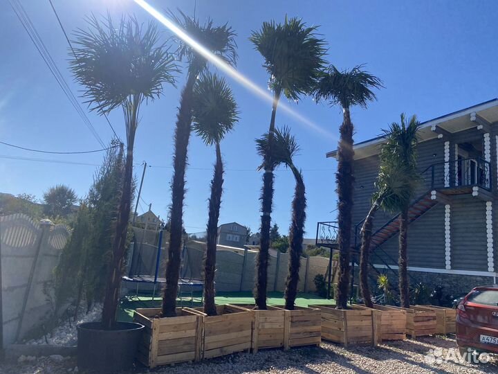 Пальма Трахикарпус форчуна