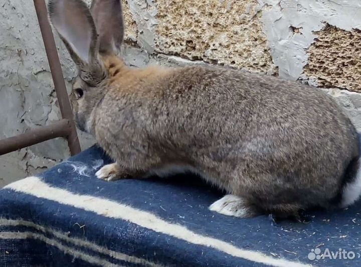 Самцы, самки флендер