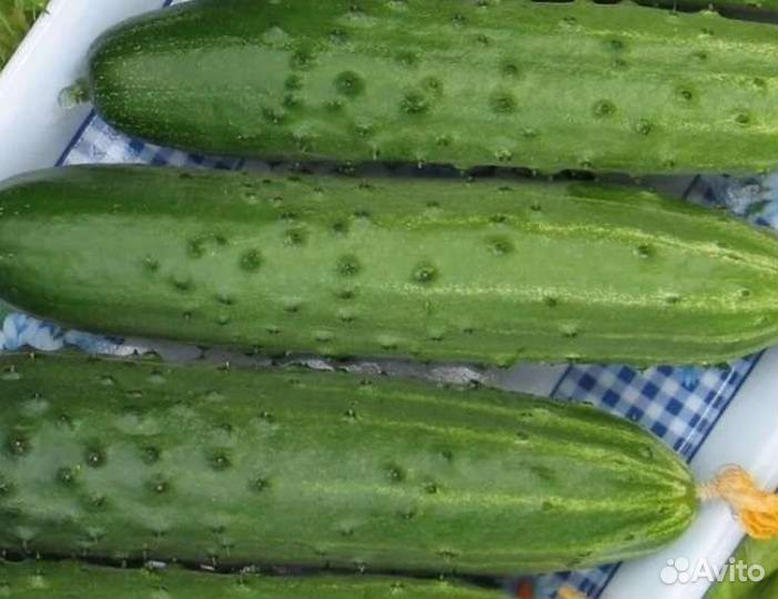 Семена Огурчиков СССР