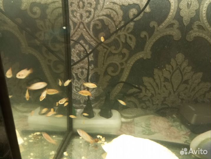 Хромис красавец