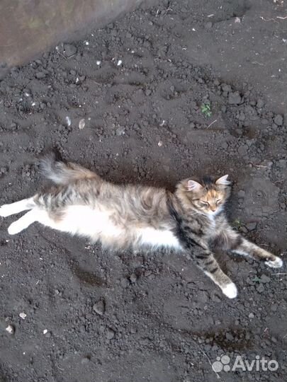 Отдам кошечку