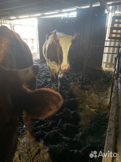 Телка 1.5 года на мясо