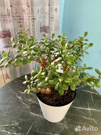 Толстянка под бонсай